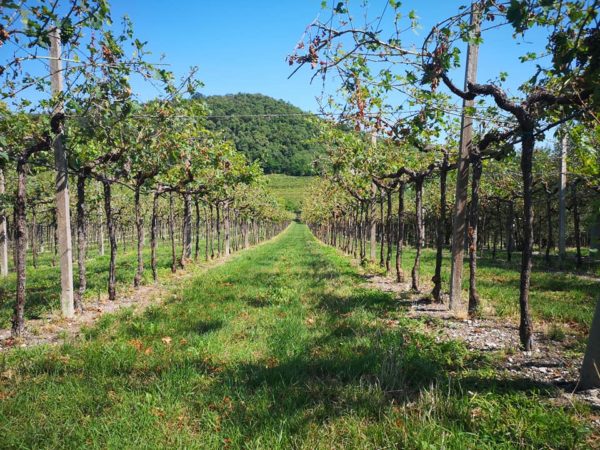 Weinberg in Valpolicella